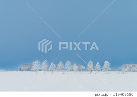 北海道の冬・防風林の霧氷 北海道の冬・防風林の霧氷 119409580