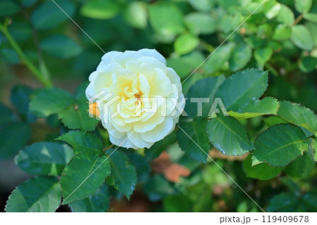 初夏のバラ園　バラの花　ゴールデンボーダー 119409678