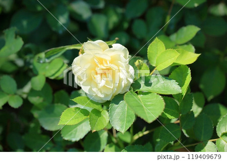 初夏のバラ園 バラの花 ゴールデンボーダー 初夏のバラ園 バラの花 ゴールデンボーダー 119409679