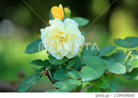 初夏のバラ園 バラの花 ゴールデンボーダー 初夏のバラ園 バラの花 ゴールデンボーダー 119409680