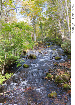 尾瀬の八木沢道の風景 119409762