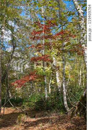 尾瀬の八木沢道の風景 119409764