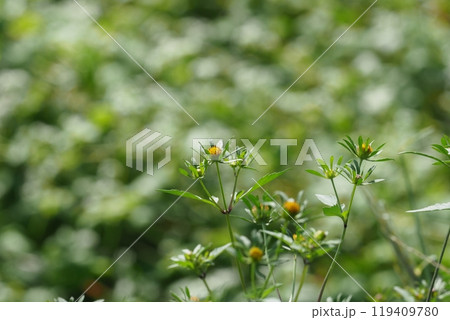 草の花とそば畑 草の花とそば畑 119409780