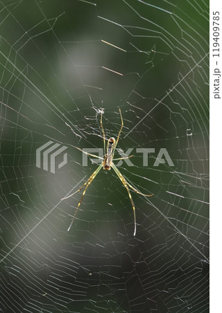 蜘蛛とクモの巣 蜘蛛とクモの巣 119409785