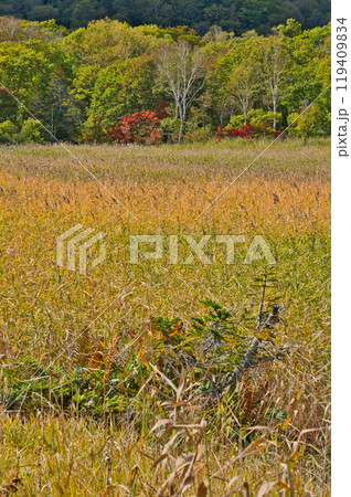 紅葉の尾瀬ヶ原 紅葉の尾瀬ヶ原 119409834