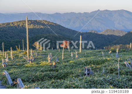 朝日を浴びて輝くシロヤシオの紅葉情景 119410189