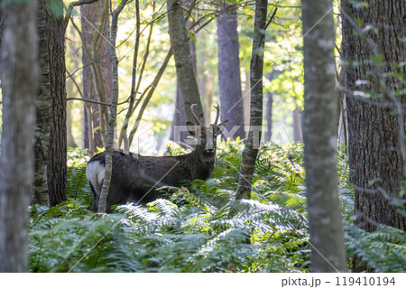 森の中から突然現れたエゾシカ　北海道安平町 119410194