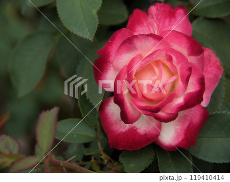 9月に咲いた美しいピンク色のバラの花「ジュビレデュプリンスドゥモナコ」 119410414
