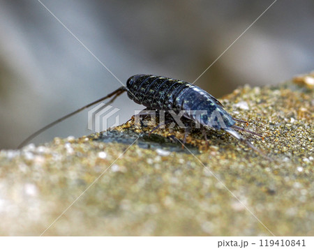 フナ虫のいる風景 119410841