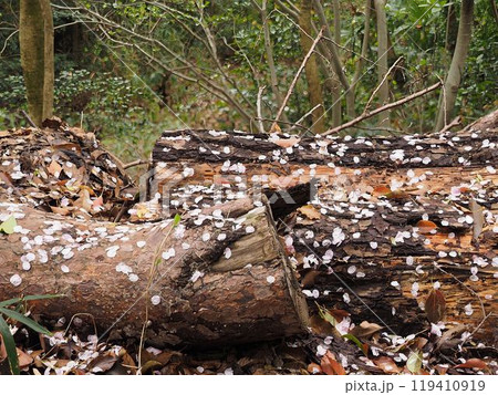 花びらの文様 119410919
