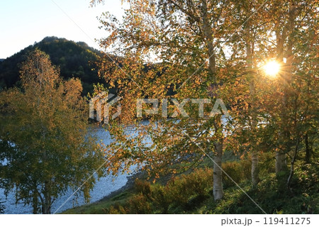 夕陽に照らされる晩秋　湖畔の白樺林　 119411275