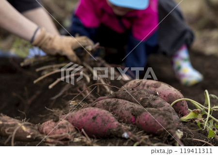 サツマイモを収穫する女の子 119411311