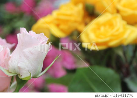 Pink Rose Close up Outdoors at Wedding Pink Rose Close up Outdoors at Wedding 119411776