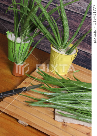 Fresh Raw Aloe Vera on Table After Harvest 119411777