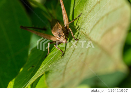 マツムシ(メス) マツムシ(メス) 119411997