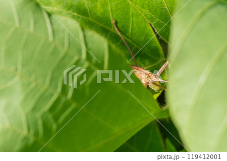 草の間に隠れるセスジツユムシ（褐色型） 119412001