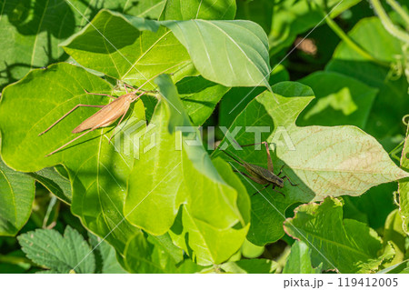 草の間に隠れるセスジツユムシ（褐色型）とマツムシ 119412005
