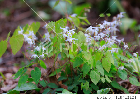 錨の様な形の花を咲かせる春の花イカリソウ 119412121