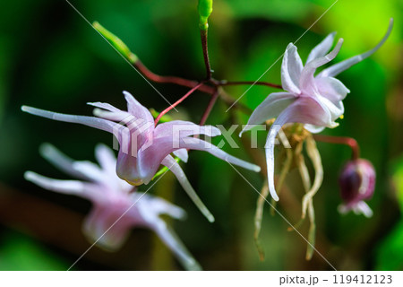 錨の様な形の花を咲かせる春の花イカリソウ 119412123