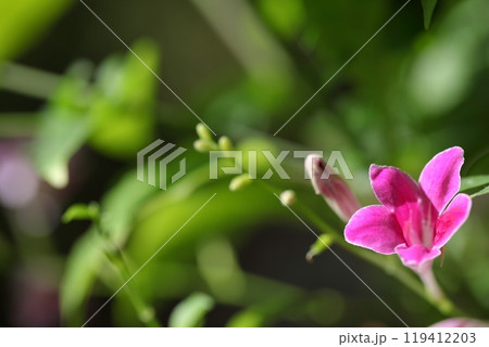アシスタシヤの花 アシスタシヤの花 119412203
