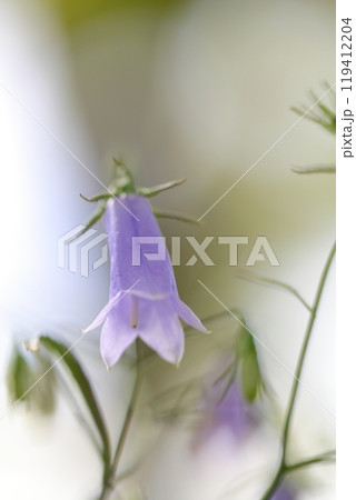 イワシャジンの花 イワシャジンの花 119412204