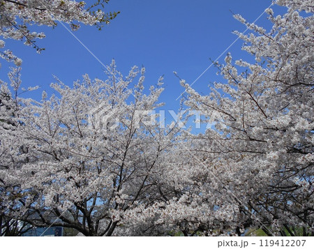 満開の桜の木々と青い空 満開の桜の木々と青い空 119412207