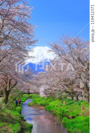 【山梨県】富士山と忍野村の満開の桜 119412371