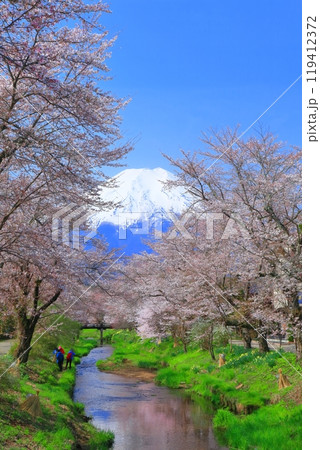 【山梨県】富士山と忍野村の満開の桜 119412372