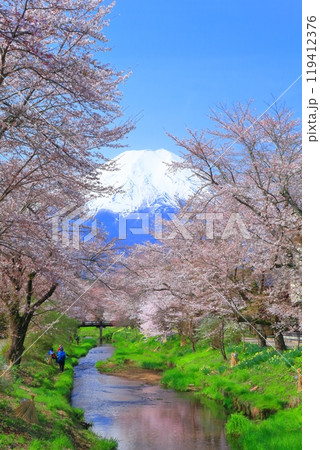 【山梨県】富士山と忍野村の満開の桜 119412376