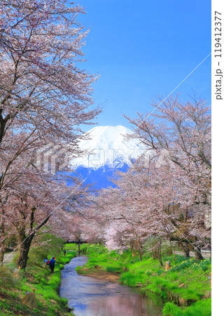 【山梨県】富士山と忍野村の満開の桜 【山梨県】富士山と忍野村の満開の桜 119412377