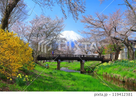 【山梨県】富士山と忍野村の満開の桜 119412381