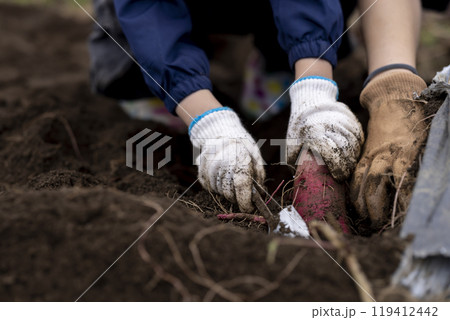 サツマイモを収穫する女の子 119412442