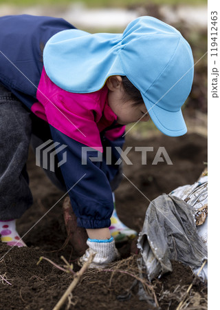 サツマイモを収穫する女の子 119412463