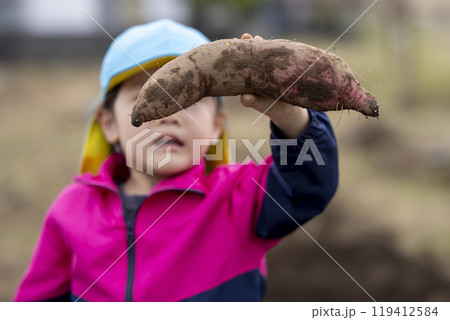 サツマイモを収穫する女の子 119412584