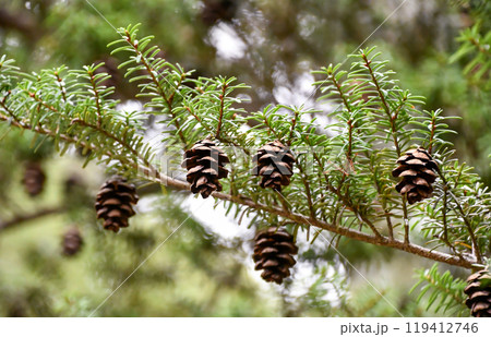 ツガ ツガ 119412746