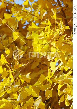 秋の日差しに輝くイチョウの黄葉 119413642