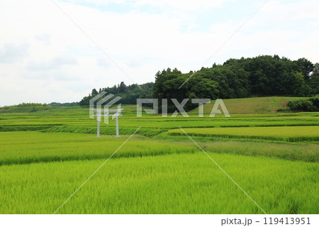 夏の田んぼ（福島県） 119413951