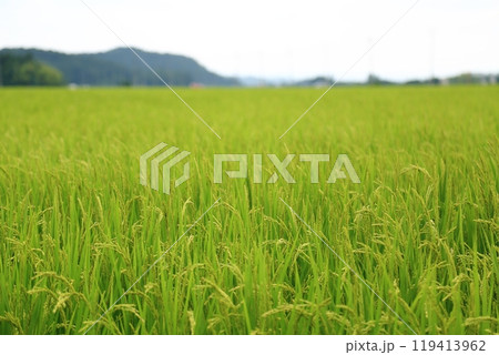 夏の田んぼ（福島県） 119413962