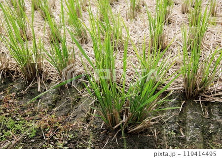 収穫した稲株から生えたひこばえ 119414495