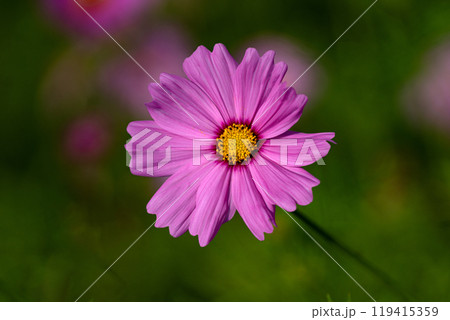 コスモスの花びらのクローズアップ素材 119415359