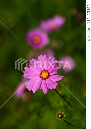 コスモスの花びらのクローズアップ素材 コスモスの花びらのクローズアップ素材 119415360