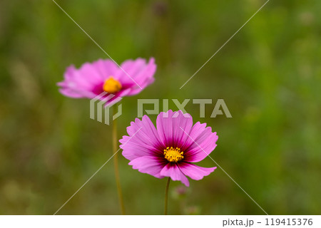 コスモスの花びらのクローズアップ素材 コスモスの花びらのクローズアップ素材 119415376