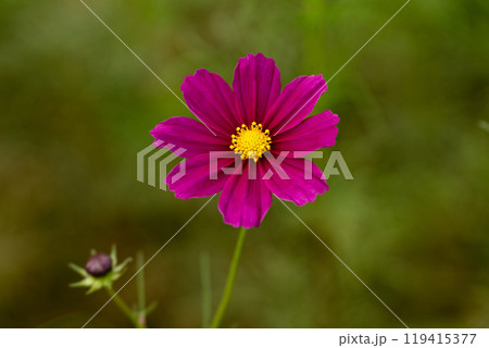 コスモスの花びらのクローズアップ素材 コスモスの花びらのクローズアップ素材 119415377