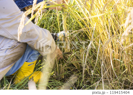 稲刈りイメージ　親子で稲刈りをする手元 119415404