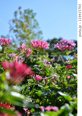 ペンタス 119415703