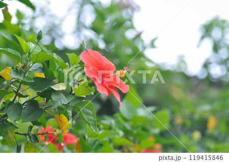 Chinese rose or Hibiscus or Hibiscus rosa sinensis or Hibisceae or Malvaceae , red hibiscus flower 119415846