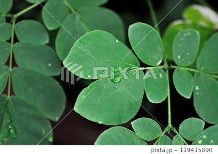 Rain tree or Samanea saman, LEGUMINOSAE MIMOSOIDEAE and rain drop Rain tree or Samanea saman, LEGUMINOSAE MIMOSOIDEAE and rain drop 119415890