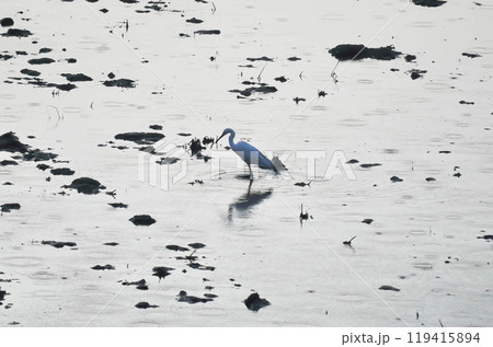 Pacific Reef Egret or Egretta sacra bird , heron 119415894