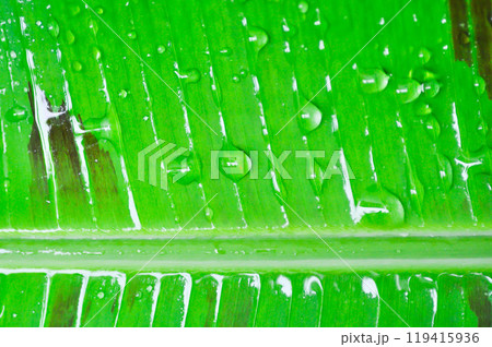 banana plant, blood banana or Musa acuminata or Musa balbisiana or dew drop banana plant, blood banana or Musa acuminata or Musa balbisiana or dew drop 119415936