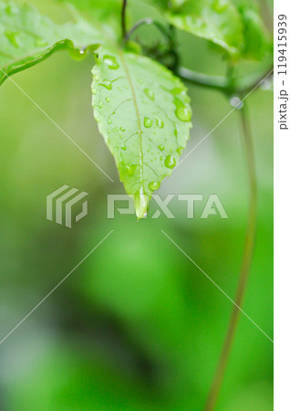 passion fruit plant, Passiflora edulis or Passionfruit or Maracuja or leaf of plant and rain drop 119415939